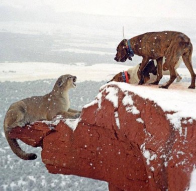 lion on ledge with dogs