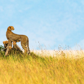 "Corona Shadows in the Wild" <br/> $675