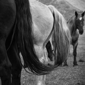 "Yin and Yang"<br/>
Stella Foster<br/>
Carmel High School<br/>