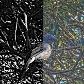 "A Blue Bird"<br/>
Abdullah Al Zamie<br/>
Monterey High School<br/>