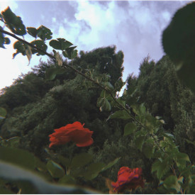 "Red Roses"<br/>
Adriana Pineda<br/>
Monterey High School<br/>