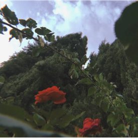 "Red Roses"<br/>
Adriana Pineda<br/>
Monterey High School<br/>