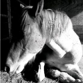 "The Trusting Horse"<br/>
Alexandra Baker<br/>
Monterey High School<br/>