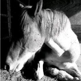 "The Trusting Horse"<br/>
Alexandra Baker<br/>
Monterey High School<br/>