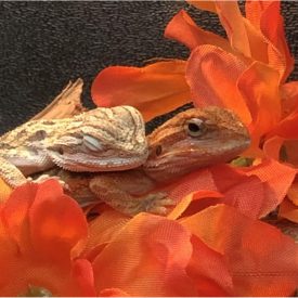 "Dragon Slumber"<br/>
Angie Saravia<br/>
Monterey High School<br/>