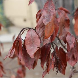 "Dancing Leaves"<br/>
Ashton Noyes<br/>
Monterey High School<br/>