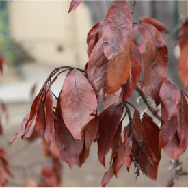 "Dancing Leaves"<br/>
Ashton Noyes<br/>
Monterey High School<br/>