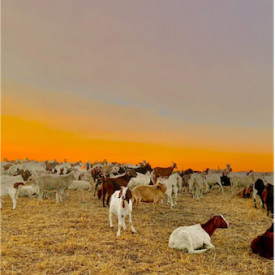 "Goats"<br/>
Diana Yanes<br/>
Monterey High School<br/>