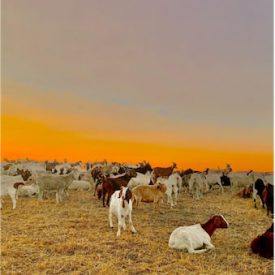 "Goats"<br/>
Diana Yanes<br/>
Monterey High School<br/>