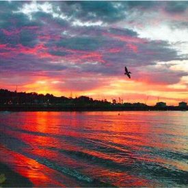 "Pelican"<br/>
Diego Emigdio Villazana<br/>
Monterey High School<br/>