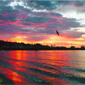 "Pelican"<br/>
Diego Emigdio Villazana<br/>
Monterey High School<br/>