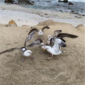 "Mine"<br/>
Edwin Rodriguez Feliciano<br/>
Monterey High School<br/>