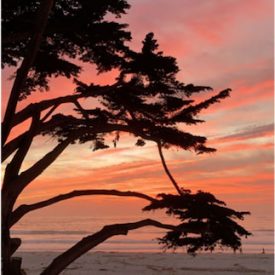 "Candy Trees"<br/>
Elizabeth Soriano<br/>
Monterey High School<br/>