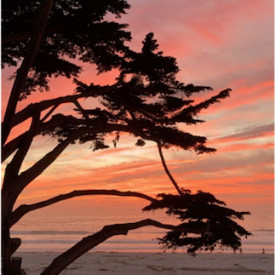 "Candy Trees"<br/>
Elizabeth Soriano<br/>
Monterey High School<br/>