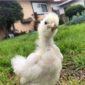 "Tenders"<br/>
Ericka Reyes Ramirez<br/>
Monterey High School<br/>