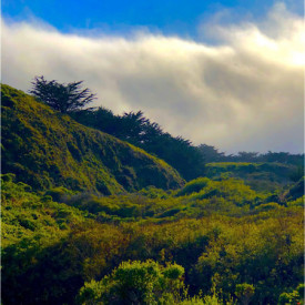 "Pt. Lobos Ravine"<br/>
Hadi Karaki<br/>
Monterey High School<br/>