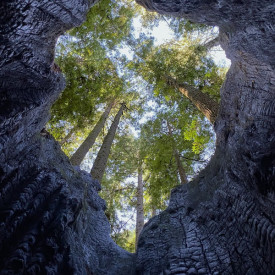 "The Phoenix Nest"<br/>
Dawson Brej<br/>
Monterey High School<br/>