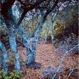 "Forest Dream"<br/>
Liam Beets<br/>
Monterey High School<br/>