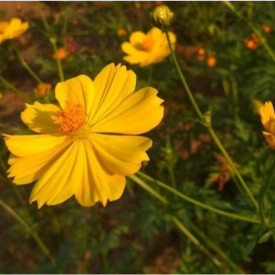 "Sunshine Flower"<br/>
Liam Patton<br/>
Monterey High School<br/>