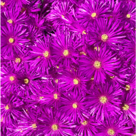 "Earth's Gift of Vibrance"<br/>
Nataliaa Aiello<br/>
Monterey High School<br/>