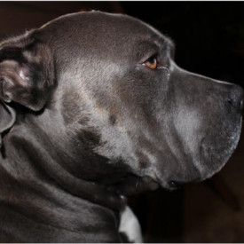 "Smokey"<br/>
Nathan Bonilla<br/>
Monterey High School<br/>