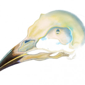 "Skull"<br/>
Randi Kaye Leon<br/>
Monterey High School<br/>