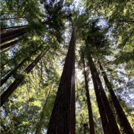 "Up"<br/>
Ruby Pelton<br/>
Monterey High School<br/>