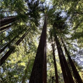 "Up"<br/>
Ruby Pelton<br/>
Monterey High School<br/>