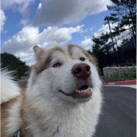 "Teddy"<br/>
Spirit Bearprints<br/>
Monterey High School<br/>