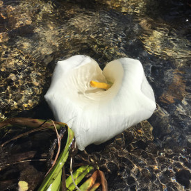 "Water Lily"<br/>
Clare Cook<br/>
Carmel High School<br/>